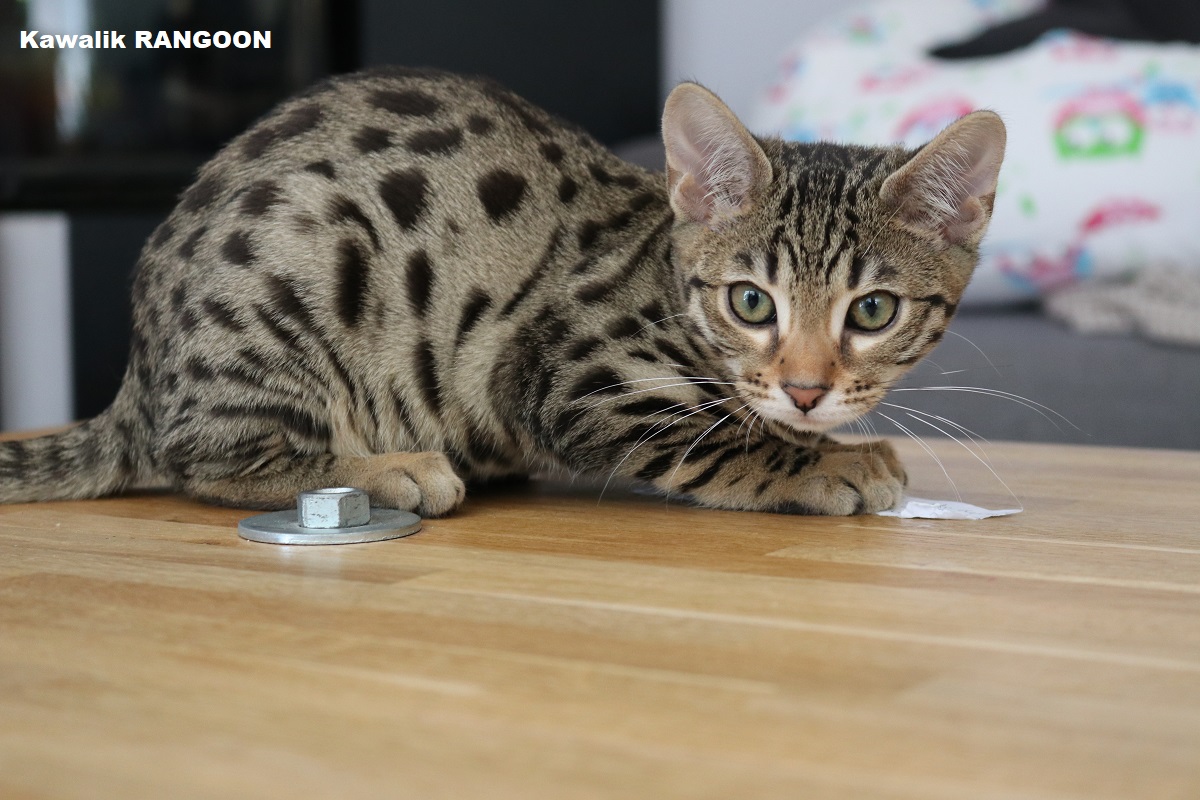 bengal brown spotted